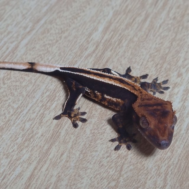 쿼드 슈퍼스트라이프 엠티백