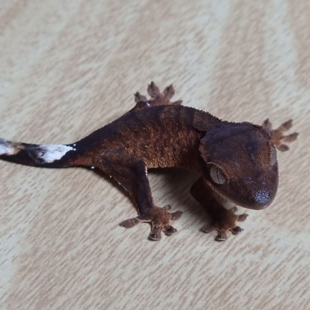 다크 팬텀 100%헷아잔틱