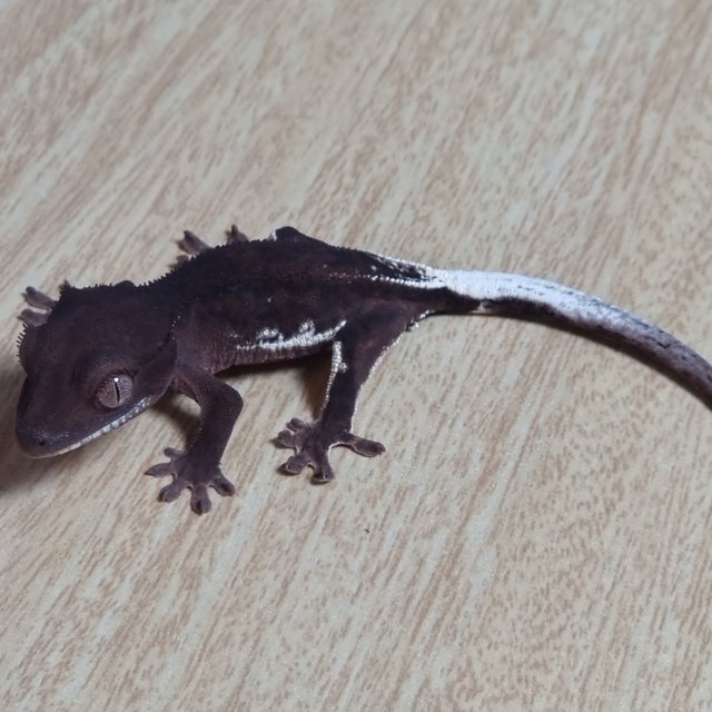 챠콜 팬텀 프라푸치노 100%헷아잔틱