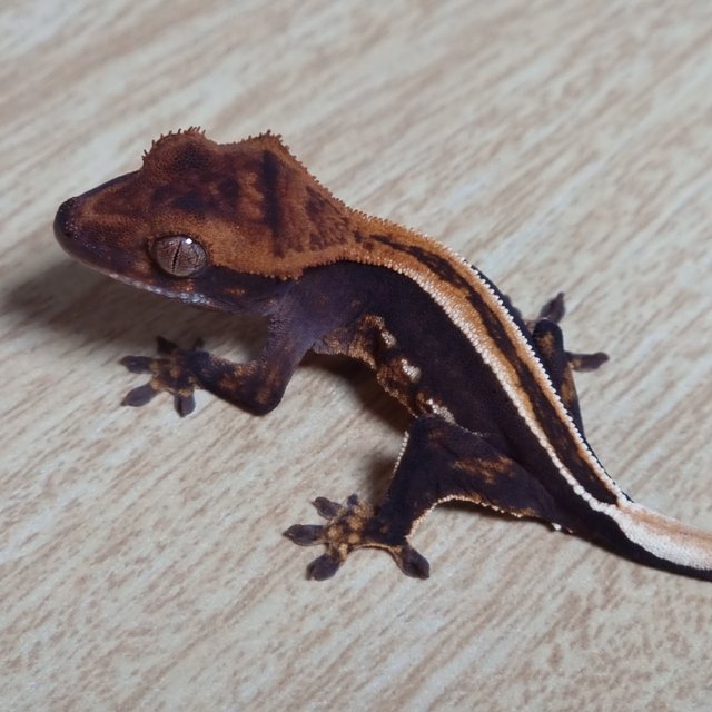 쿼드 슈퍼스트라이프 엠티백