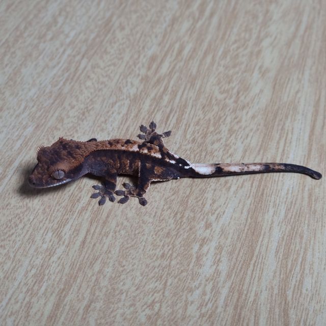 트라이 카푸치노
