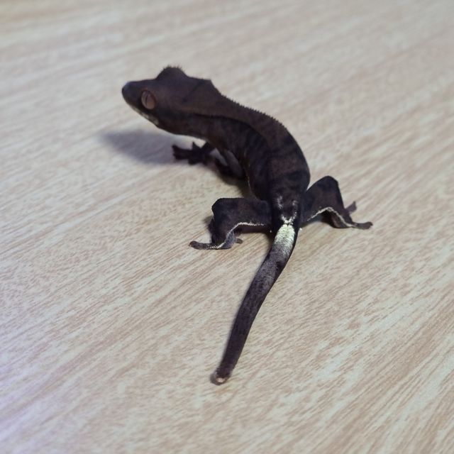 프라푸치노 팬텀 다크