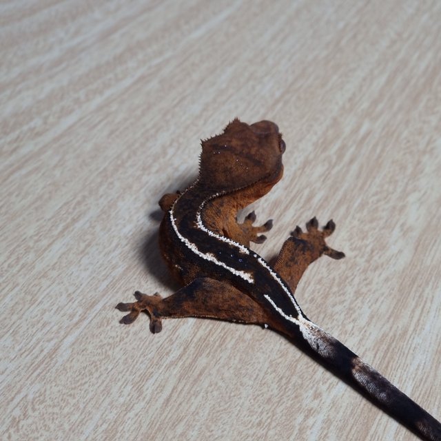 엠티백 100%헷아잔틱