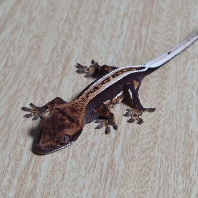 슈퍼스트라이프 엠티백