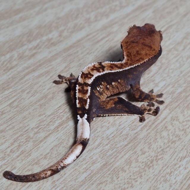 트라이 핀스트라이프