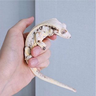 릴리화이트 솔리드백 풀핀