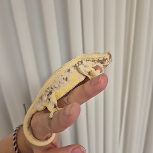 릴리화이트 솔리드백 풀핀