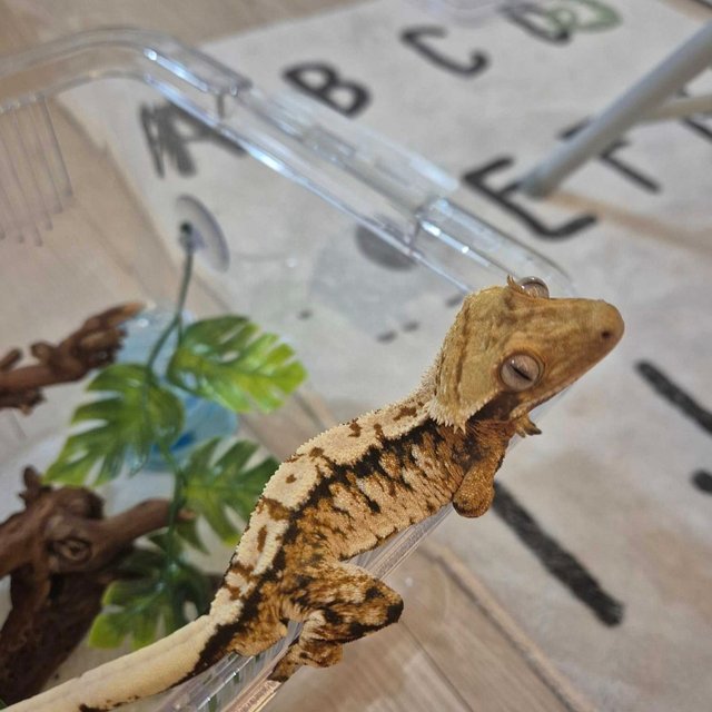 노멀 트라이 익스트림할리퀸