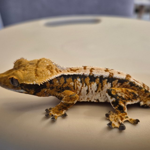 트라이 익스트림할리퀸 할리퀸