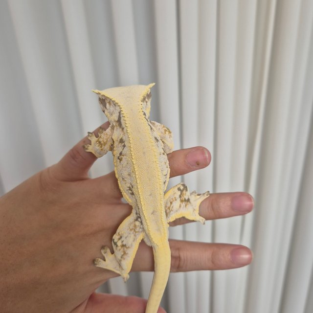 릴리화이트 솔리드백 풀핀