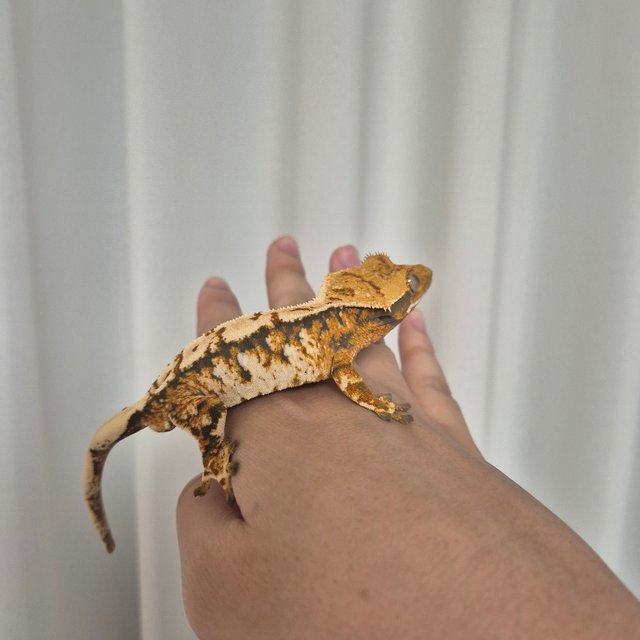 트라이 익스트림할리퀸 할리퀸