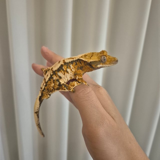 트라이 익스트림할리퀸 할리퀸