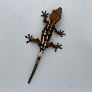 세이블 슈퍼달마시안