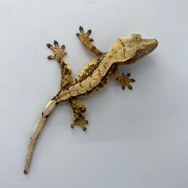 익스트림할리퀸 트라이