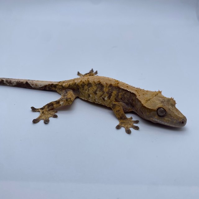 익스트림할리퀸 트라이