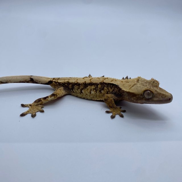 익스트림할리퀸 트라이