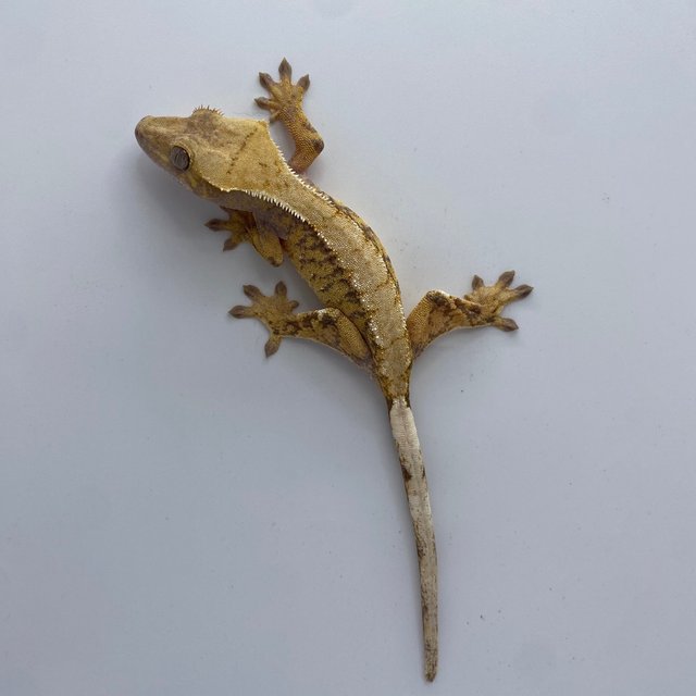 트라이 익스트림할리퀸