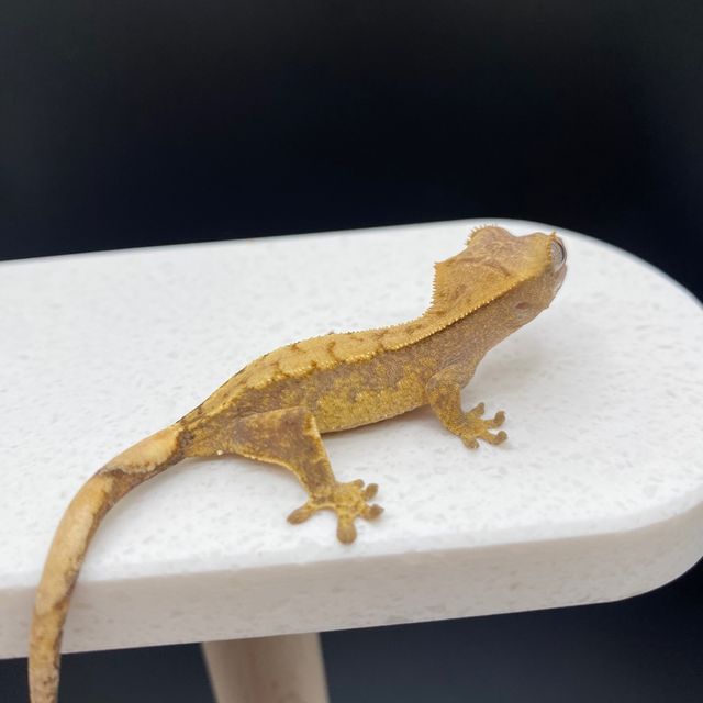 트라이 익스트림할리퀸