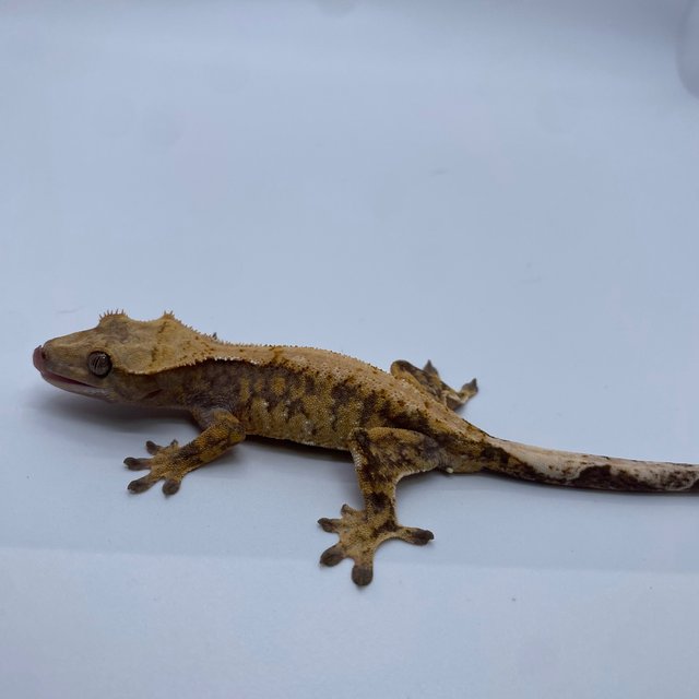 익스트림할리퀸 트라이