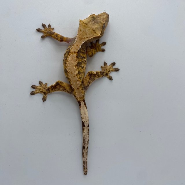 익스트림할리퀸 트라이