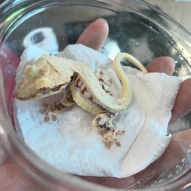 레드 릴리화이트