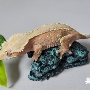 노멀 레드 바이