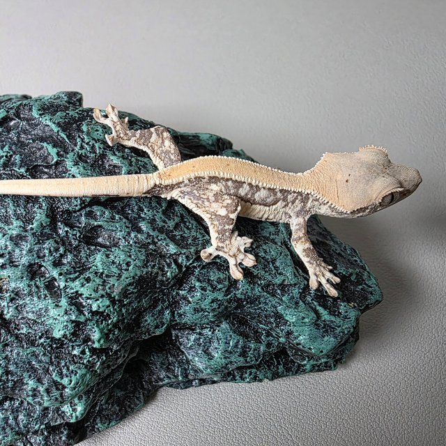 릴리화이트 솔리드백