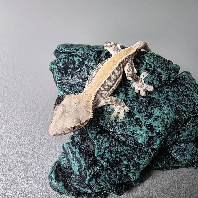 릴리화이트 솔리드백