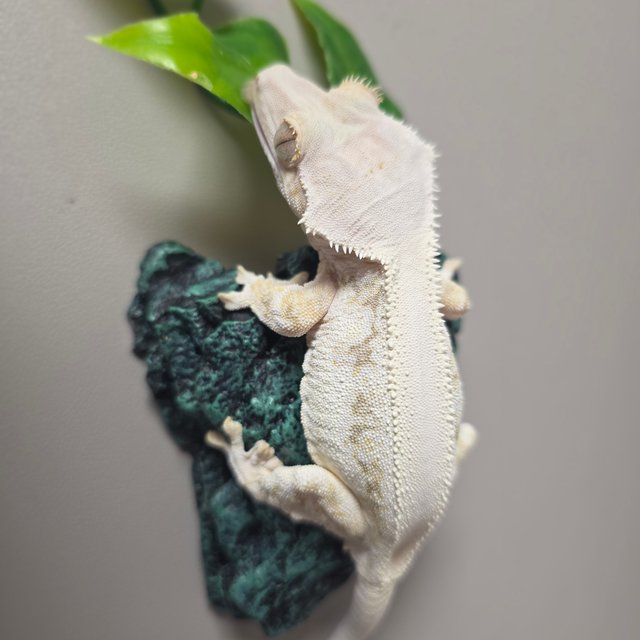 릴리화이트 솔리드백