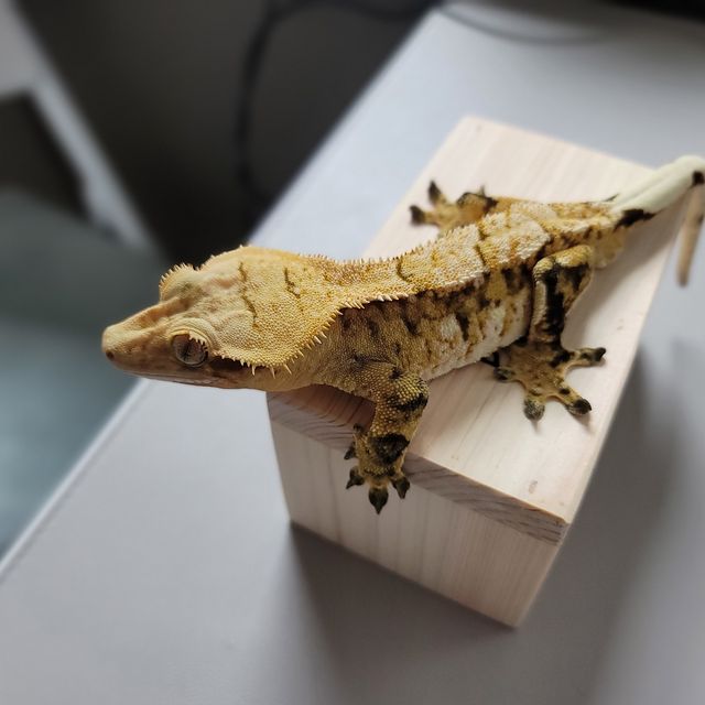 노멀 트라이