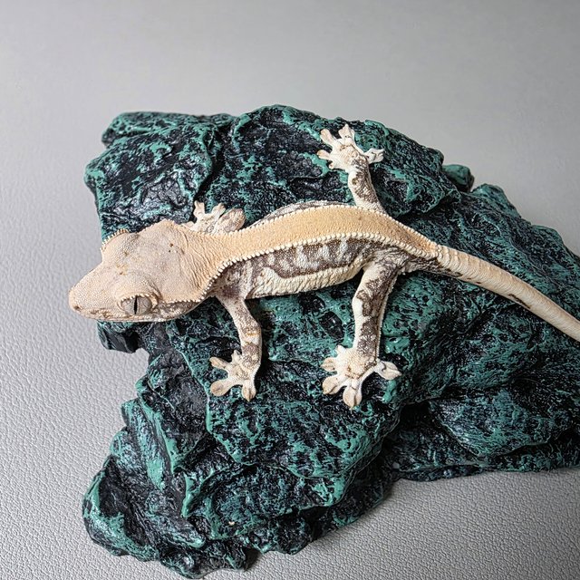 릴리화이트 솔리드백