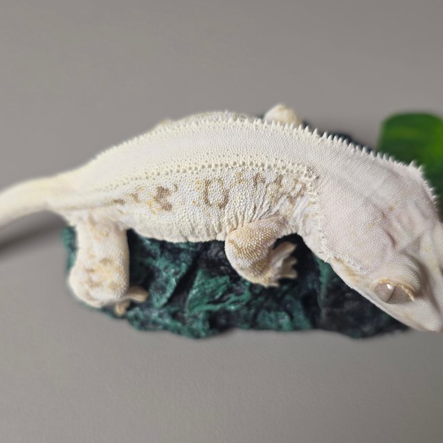 릴리화이트 솔리드백