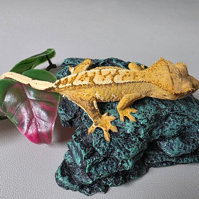 노멀 크림시클