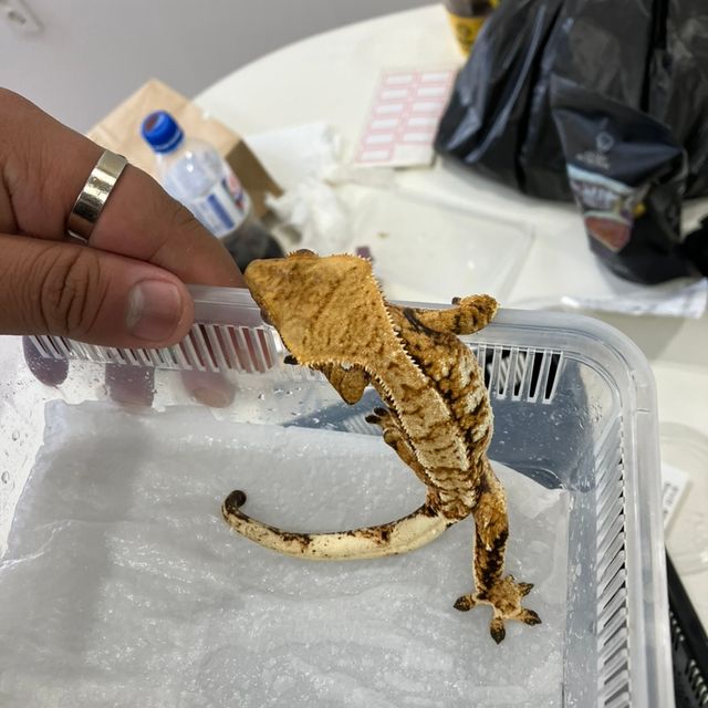 트라이