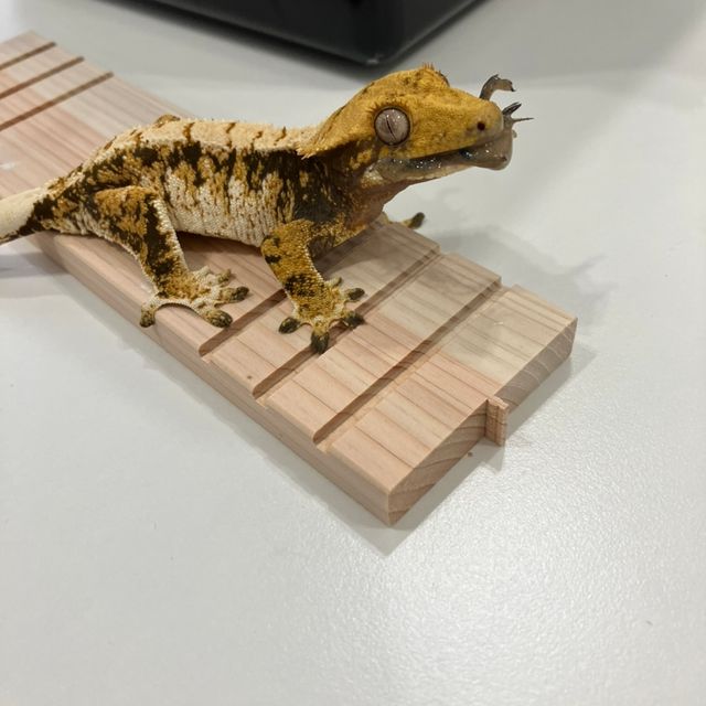 트라이