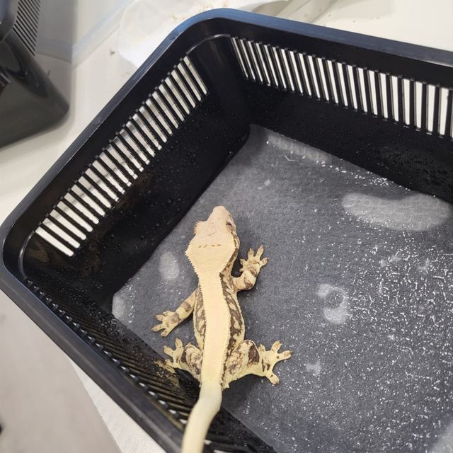 판다
