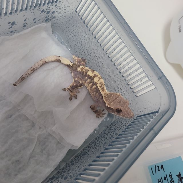세이블