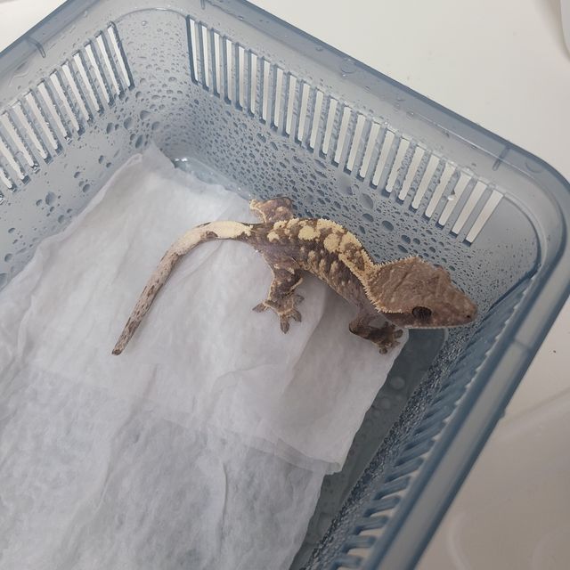 세이블