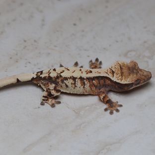 세이블