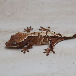 세이블