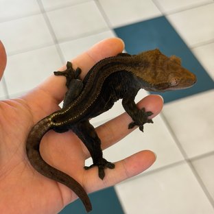 Charcoal Super Stripe Phantom