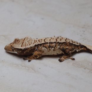 트라이