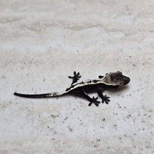 세이블 아잔틱