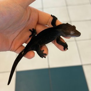 Axanthic