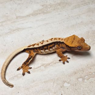 트라이