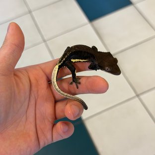 Charcoal Phantom Lilly White