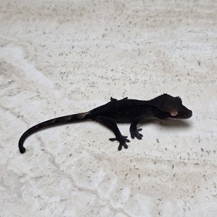 Charcoal Phantom Cappuccino