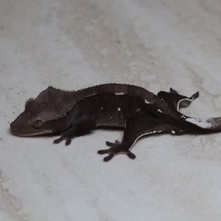 아잔틱