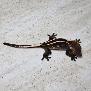 100%헷아잔틱 엠티백