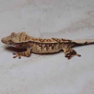 트라이